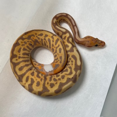 animal image
