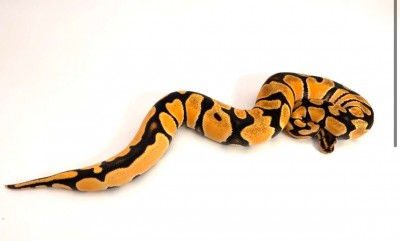 animal image