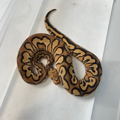 animal image