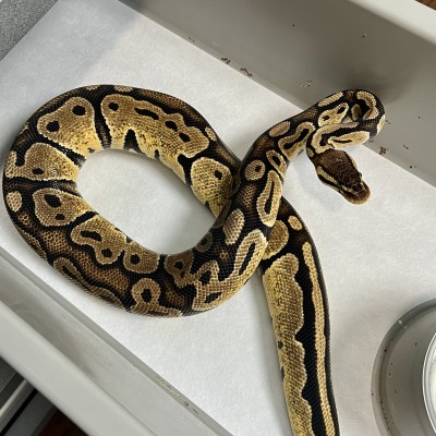 animal image