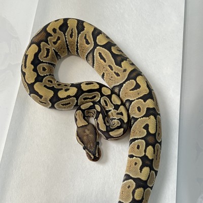 animal image
