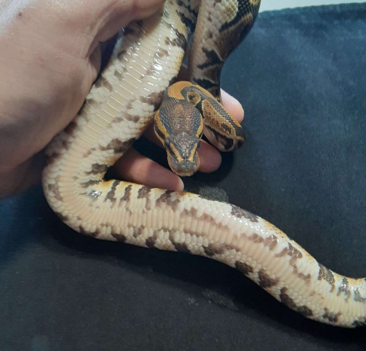 animal image