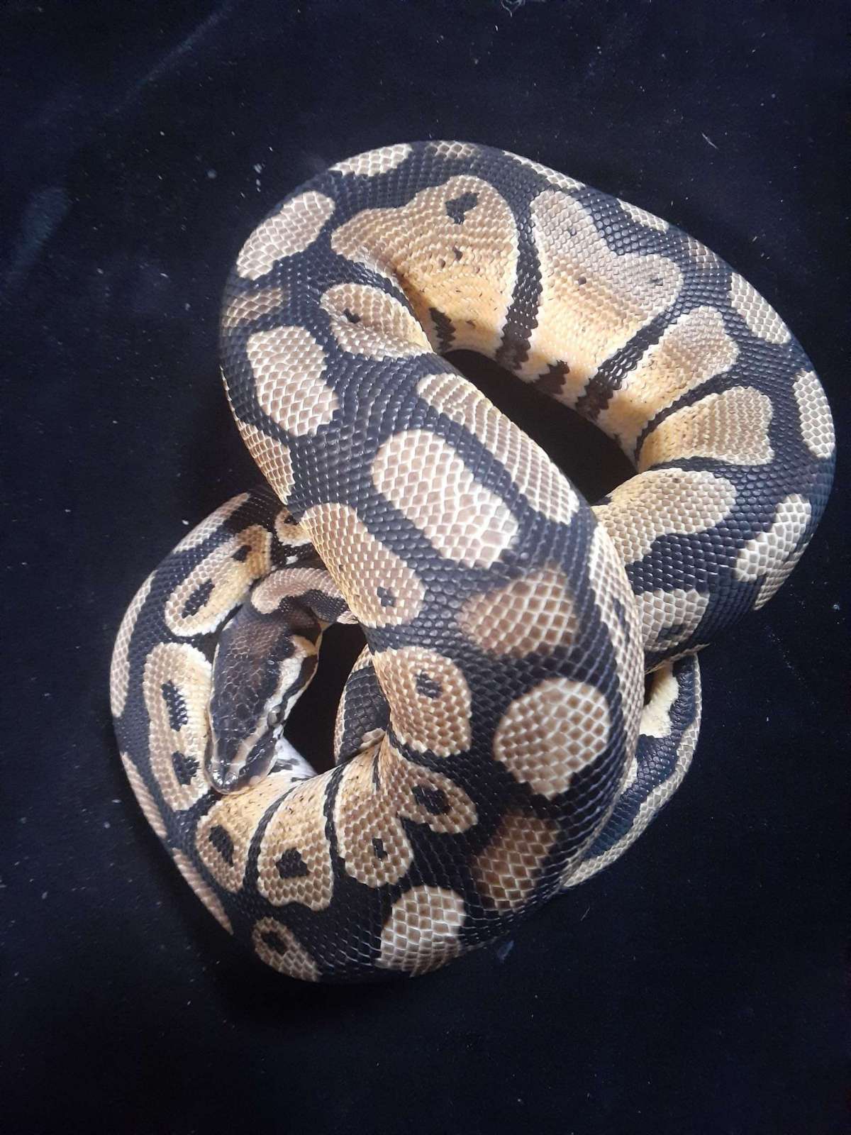 Erik