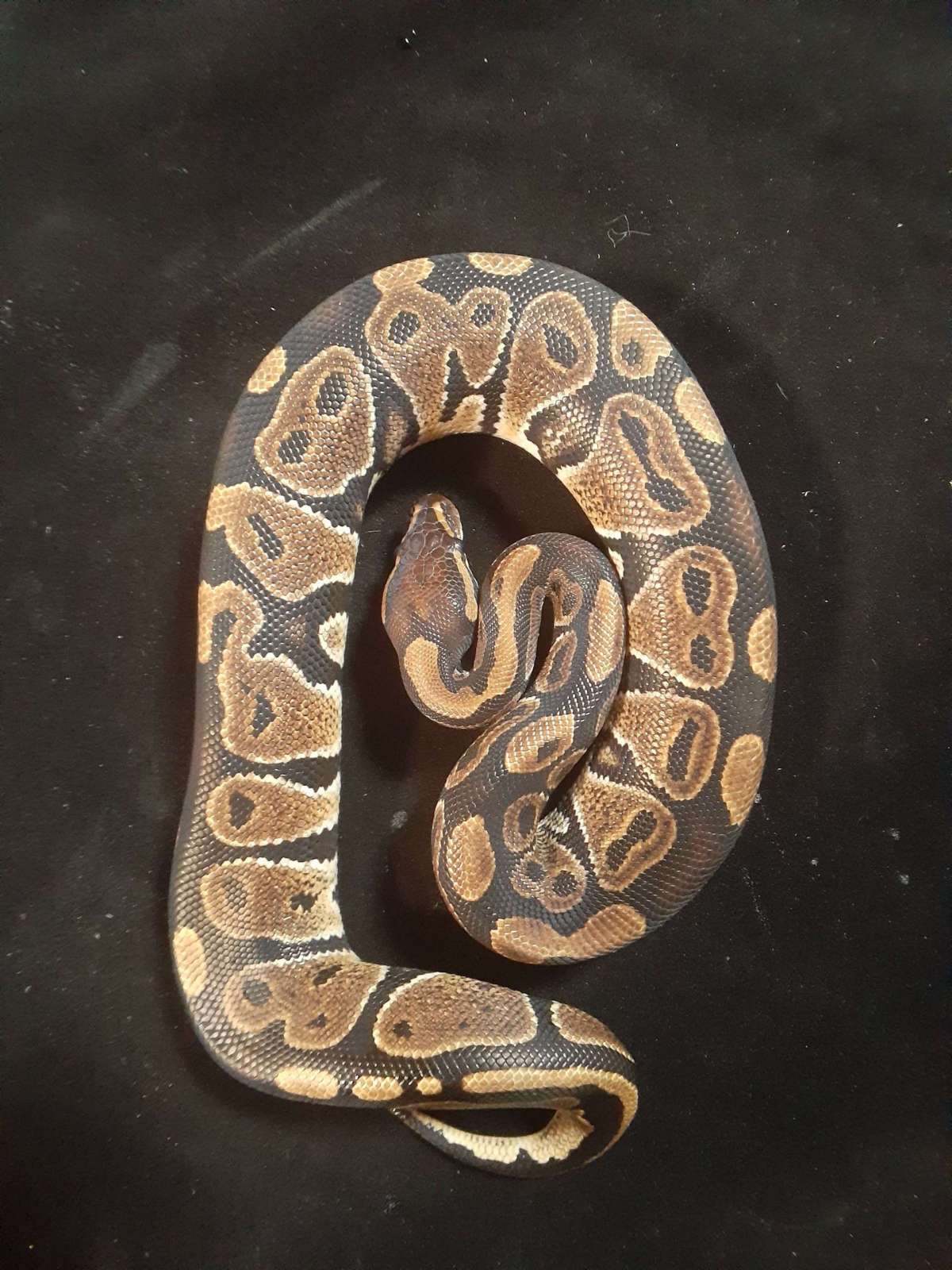 animal image