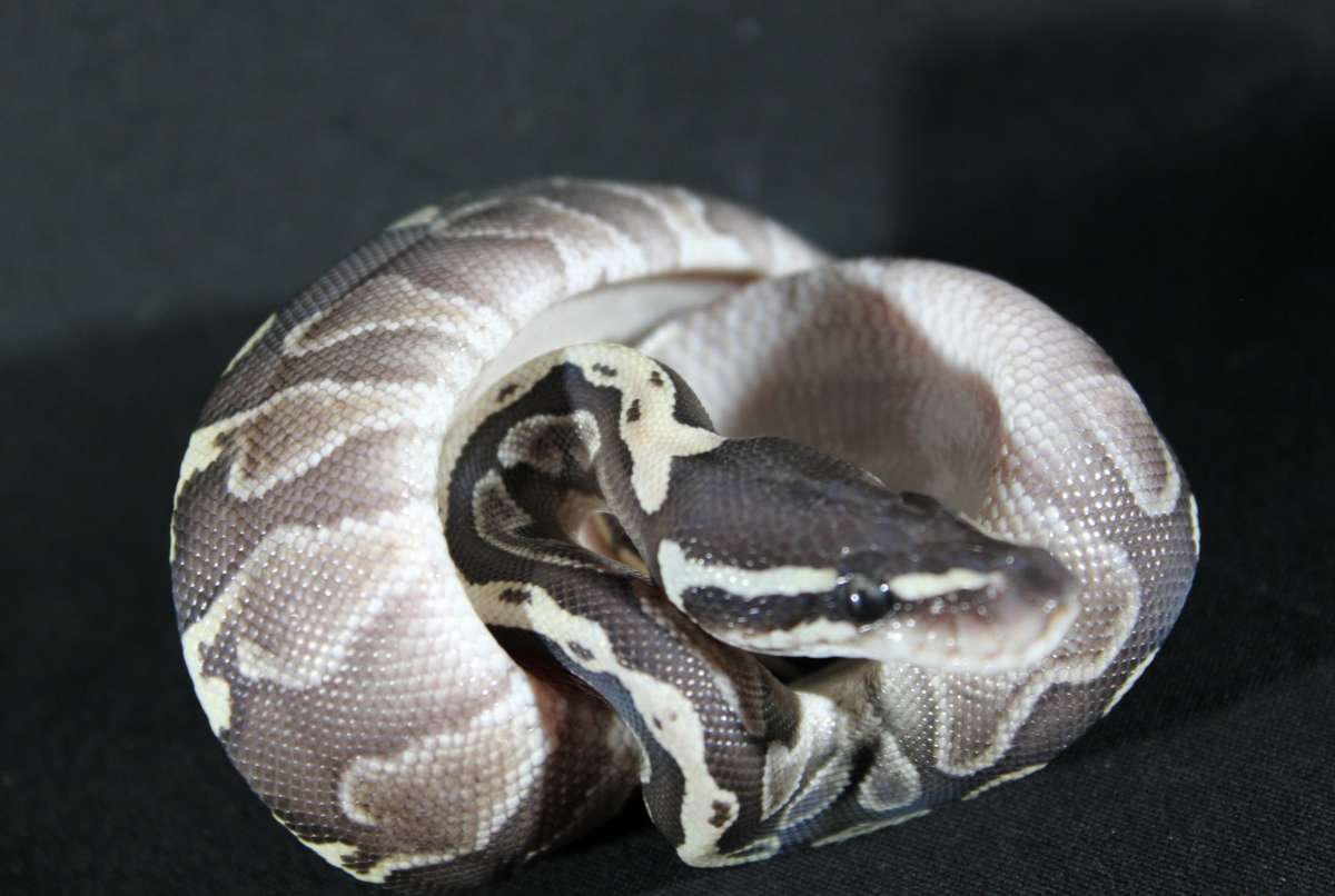 Harriett