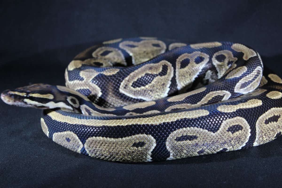 animal image