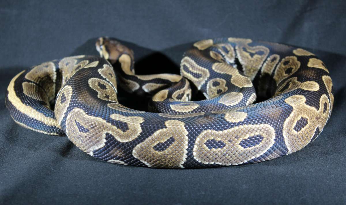 animal image