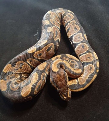 animal image