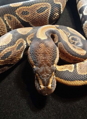 animal image