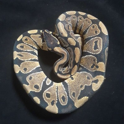animal image