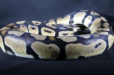 animal image