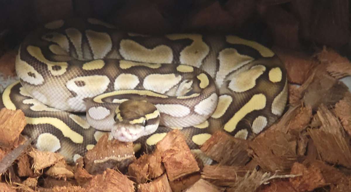 Karen