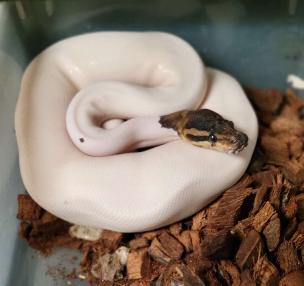 Freeda