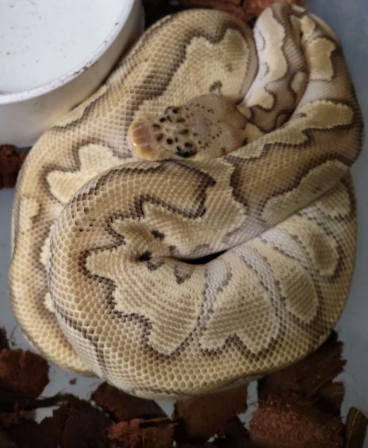 Hera