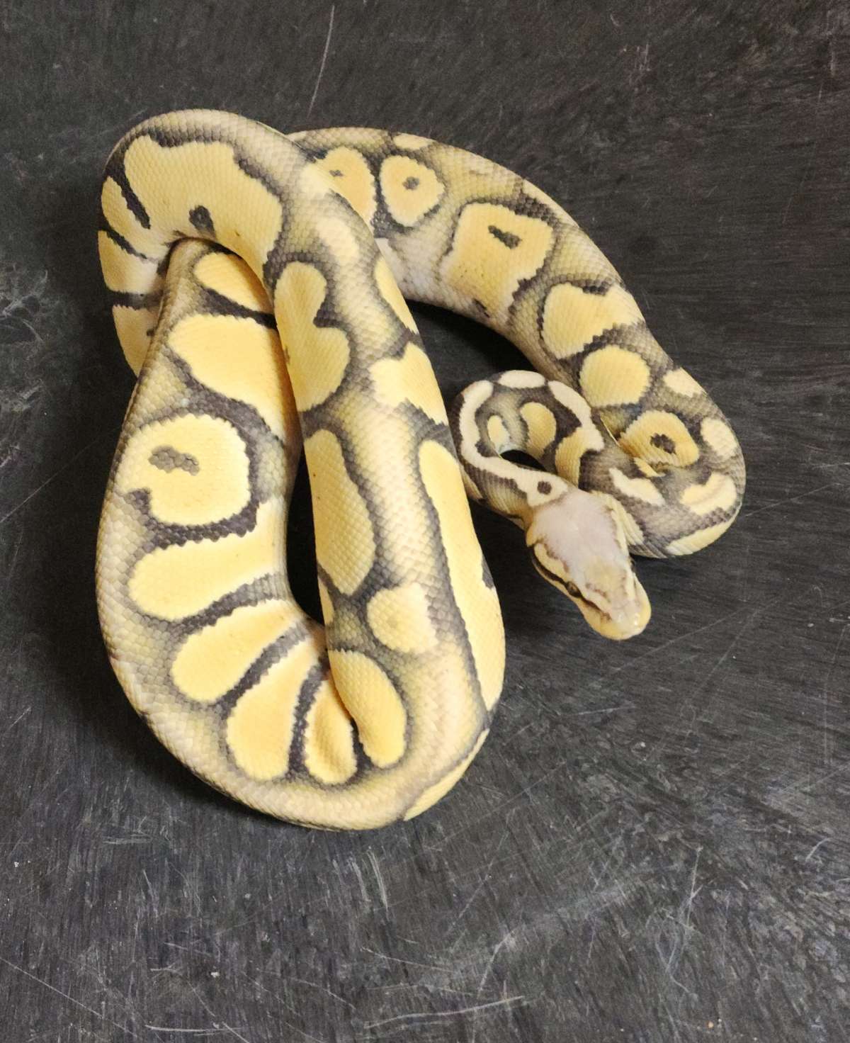 Odin