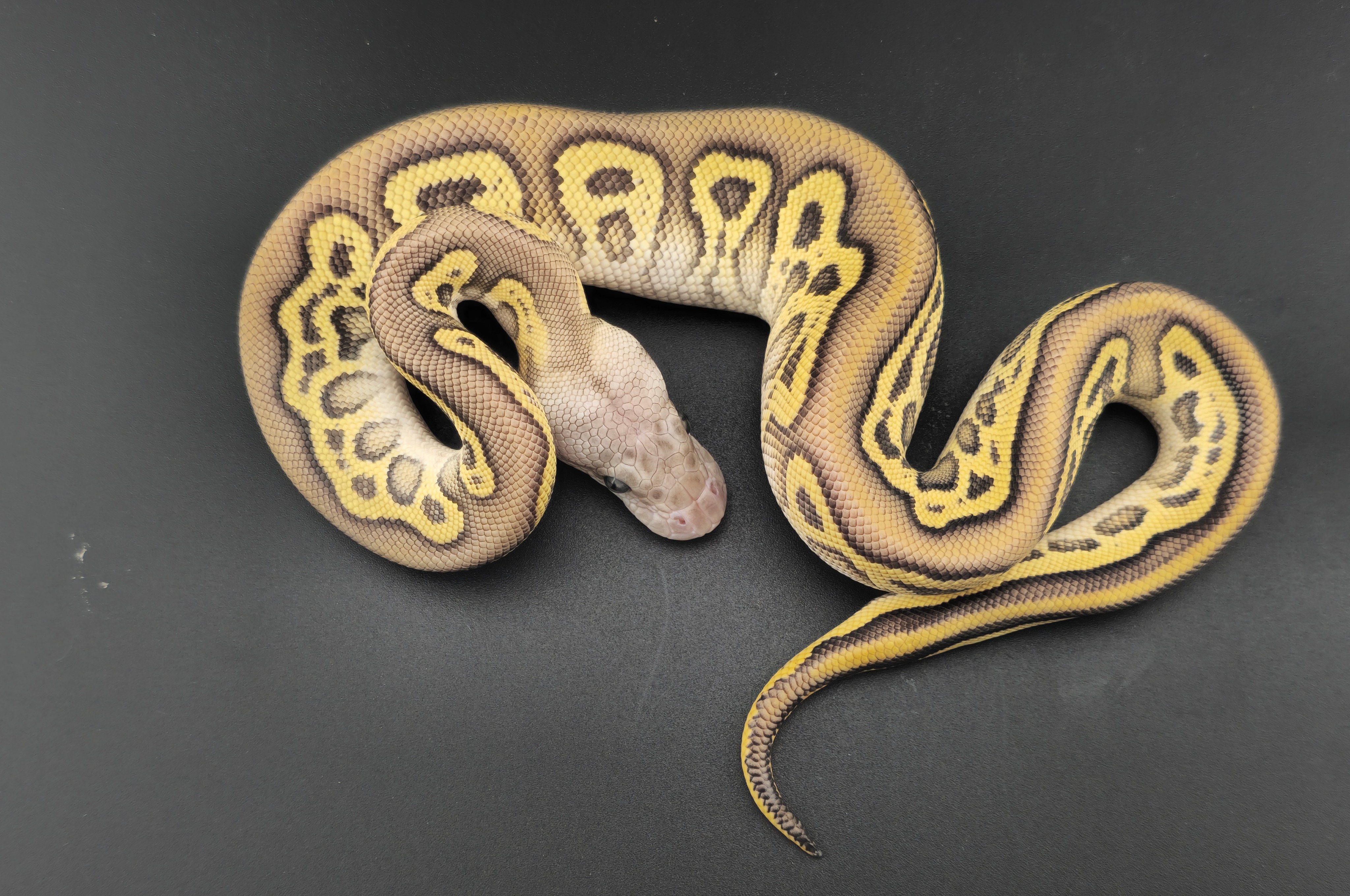 animal image