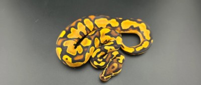 animal image