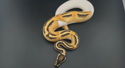 animal image