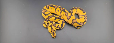 animal image
