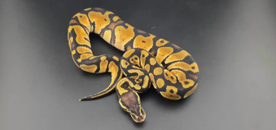 animal image