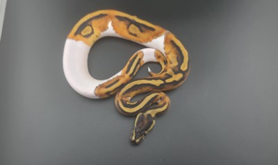 animal image