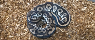 animal image