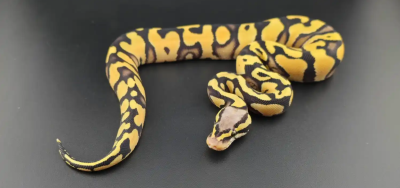 animal image