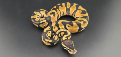 animal image