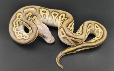 animal image