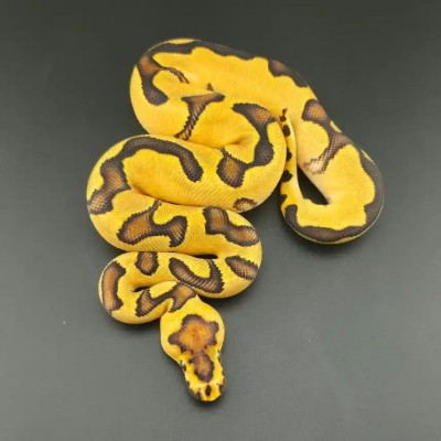 animal image