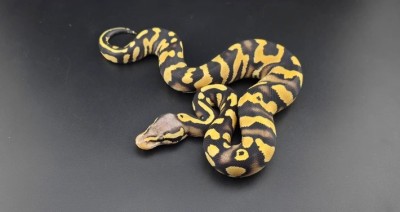 animal image