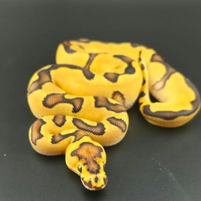 animal image