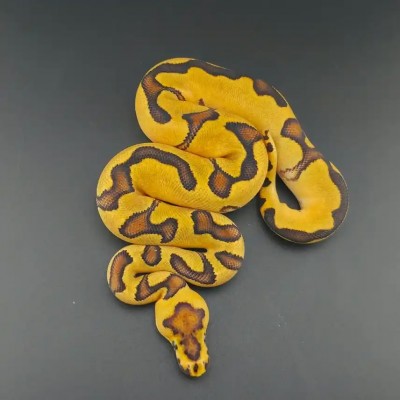 animal image