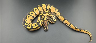 animal image