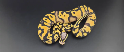 animal image