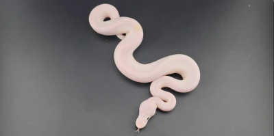 animal image