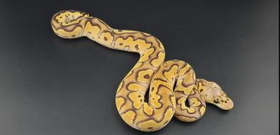 animal image