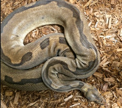 animal image