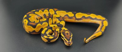 animal image
