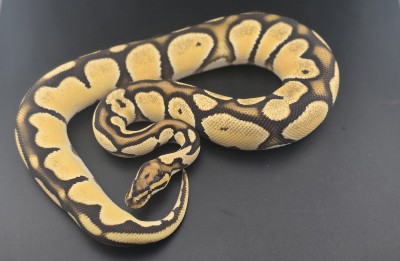 animal image