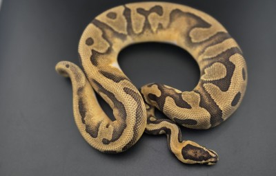 animal image