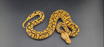 animal image