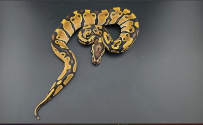 animal image