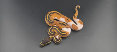 animal image