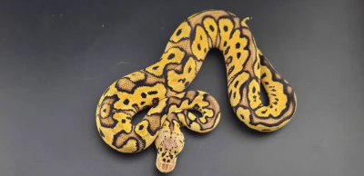 animal image