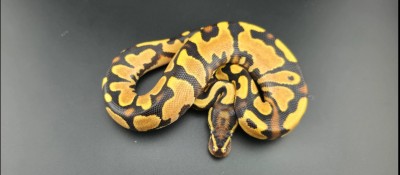 animal image