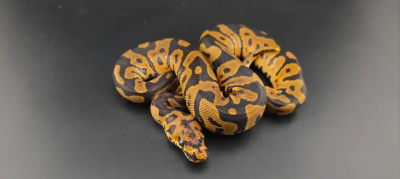 animal image
