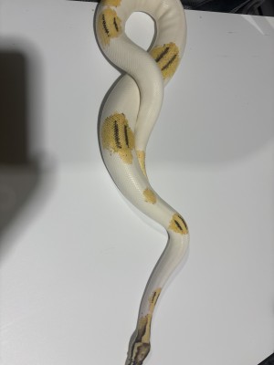 animal image