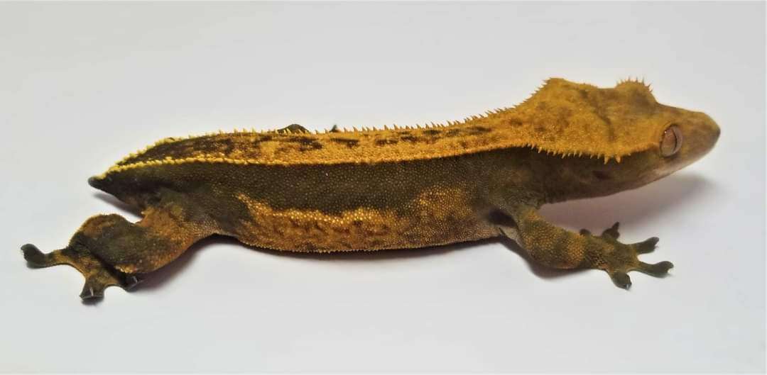 AC Reptiles Almond