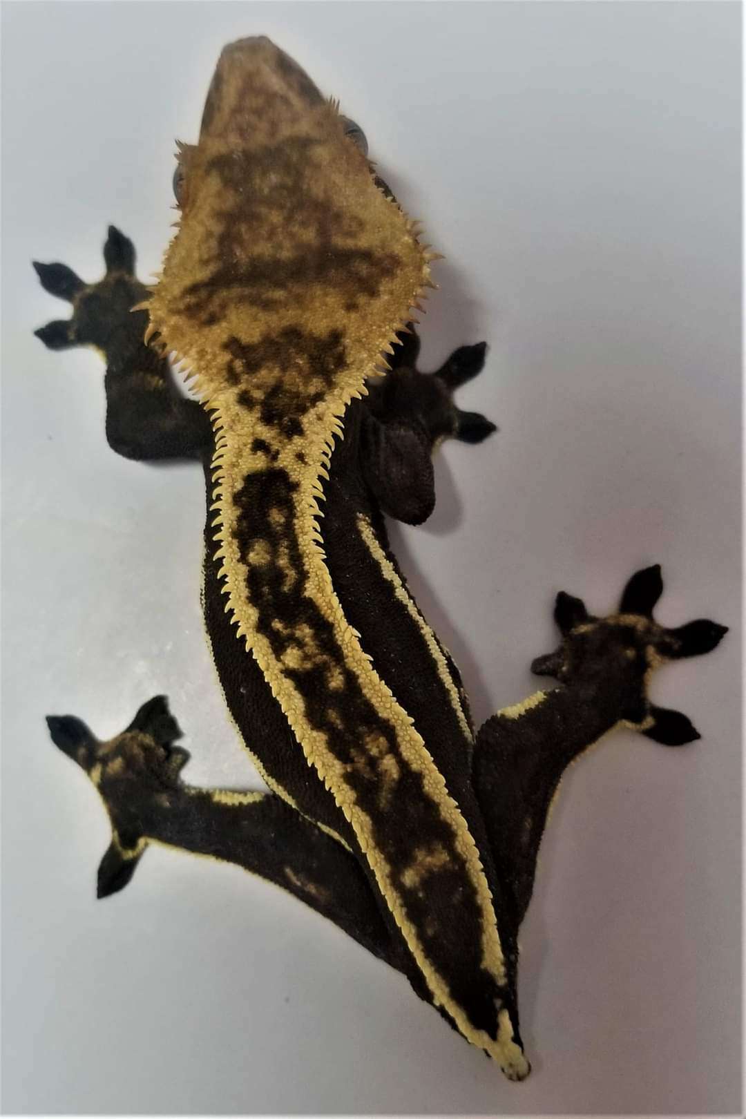 AC Reptiles Stripe